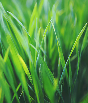 滅生性除草劑